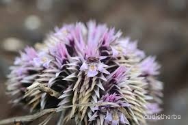 Lepidagathis trinervis flower5.jpg